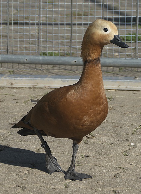 资青训